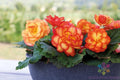 Tuberous Begonia Seeds - 25+ Count - Garden Planting - Free Shipping - Begonia x tuberhybrida