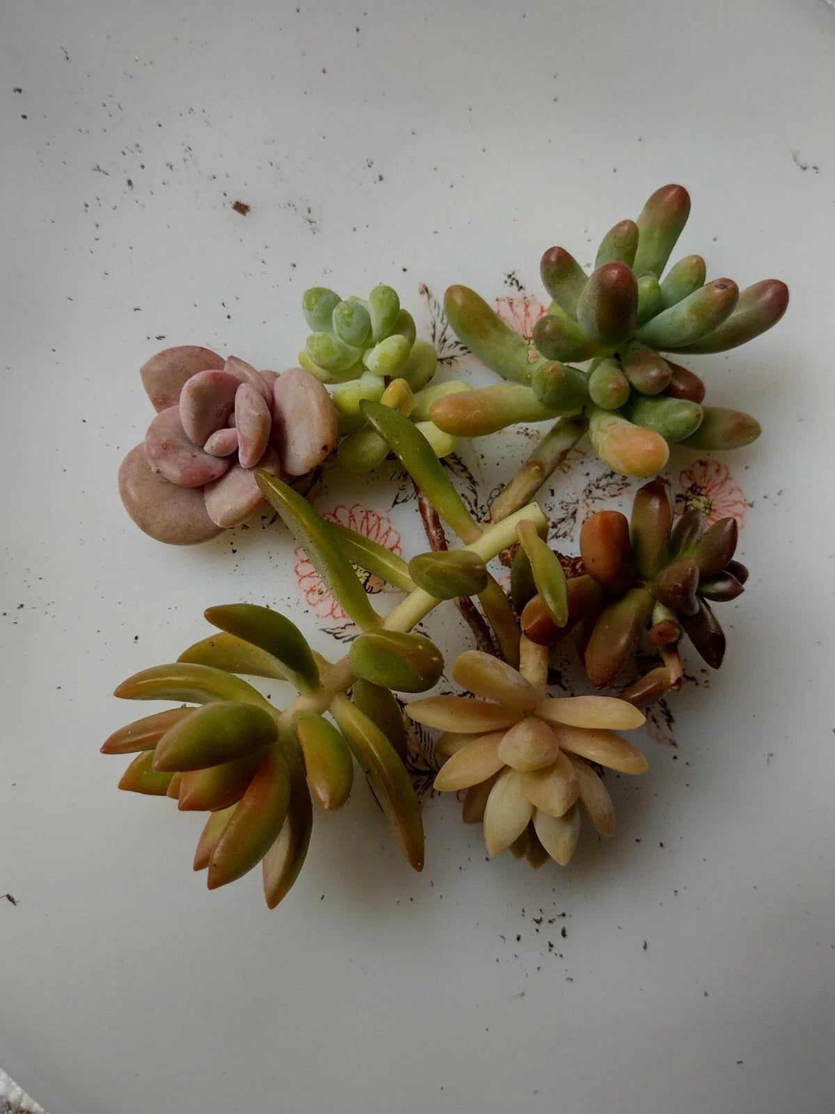 Assorted Succulent Plant Cuttings - Six Variety Pack - Perfect for DIY Arrangements - Echeveria, Sedum, and More