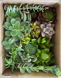 Succulent Cuttings Set of 15 Assorted Varieties - Organic, Low-Maintenance Indoor & Outdoor Plants