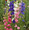 Rocket Larkspur Seeds - Tall Mix Cut Flowers - Delphinium ajacis - Non-GMO, Spring Blooms, Garden Borders, Pollinator Attractant, 200 Seeds