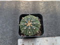 Astrophytum Asterias Rooted Cutting - 1.5 Inch Star-Shaped Cactus for Succulents & Collectors - Bare-Root Plant