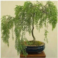 Australian Willow Bonsai Tree Cutting - Fast Growing Salix elegans with Thick Trunk