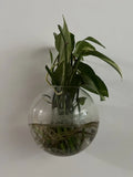 Pothos Cuttings - 5 Stem Plant Cuttings - Epipremnum aureum - Ideal for Indoor Gardening and Plant Propagation