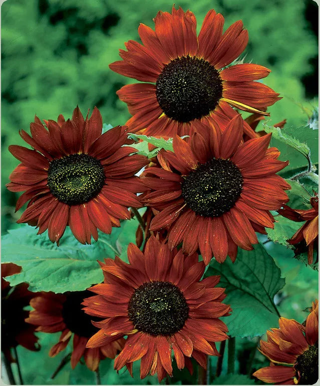 Velvet Queen Sunflower Seeds - Red Orange with Black Center - Helianthus annuus - Non-GMO, High Germination Rate, Seed Packets