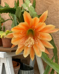 Epiphyllum Cuttings - King Midas Orchid Cactus - Golden Orange Flowers - Epiphyllum spp.