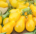 Yellow Pear Tomato Seeds - Organic Indeterminate Vegetable - Pear-Shaped, Yellow Lycopersicon esculentum