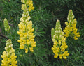 Yellow Lupine Seeds - Lupinus densiflorus aureus - Whitewhorl Lupine Flower Seeds - Non-GMO, Easy to Grow Garden Flower Seeds