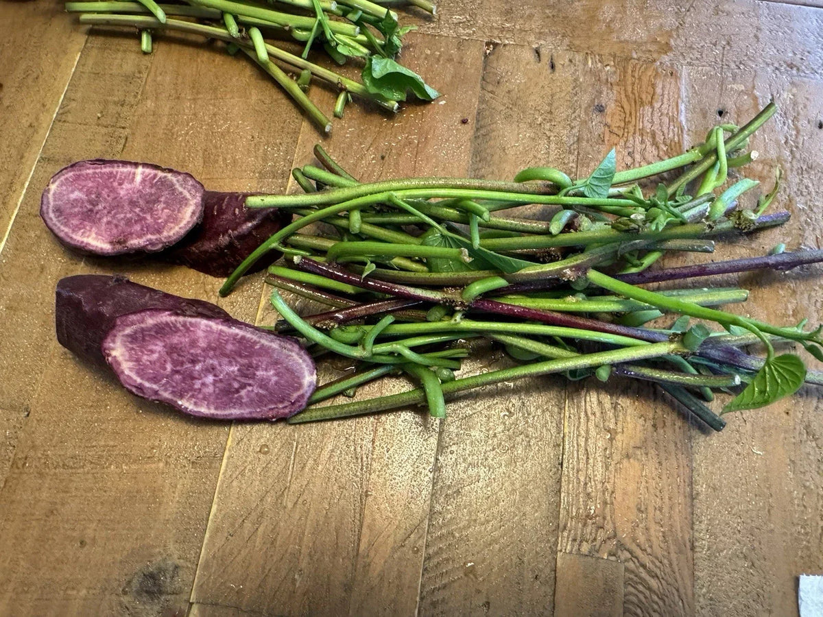Japanese Molokai Sweet Purple Potato Slip Cuttings - 35 Pack for Planting - Ipomoea batatas
