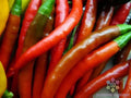 Kung Pao Hot Pepper Seeds - 25+ Pack - Capsicum annuum - USA Grown