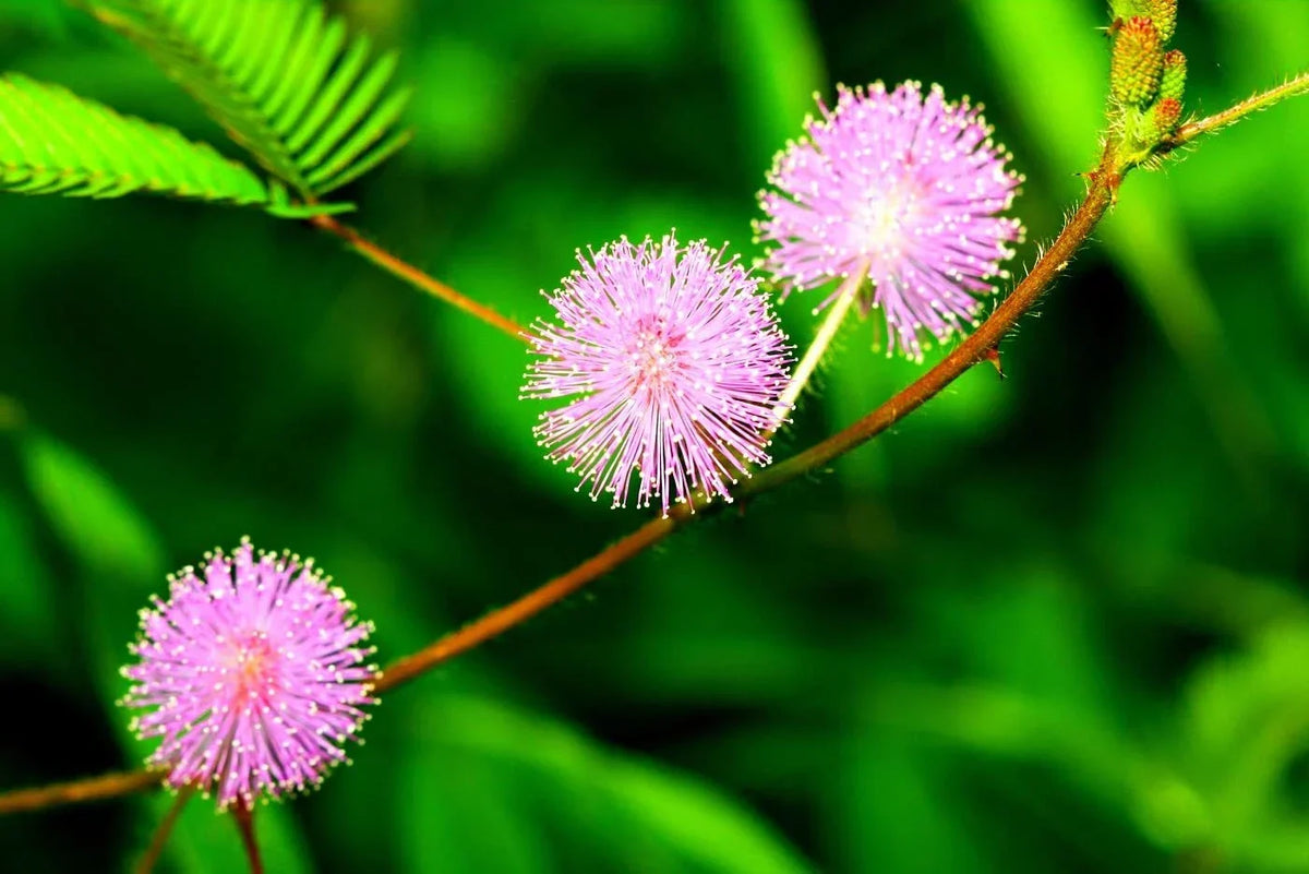 Sensitive Plant Seeds - 100 Pack Mimosa Pudica - Exotic Flower Seeds