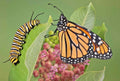 Common Milkweed Seeds - 50+ Native Wildflower Seeds for Container Gardens - Asclepias Syriaca