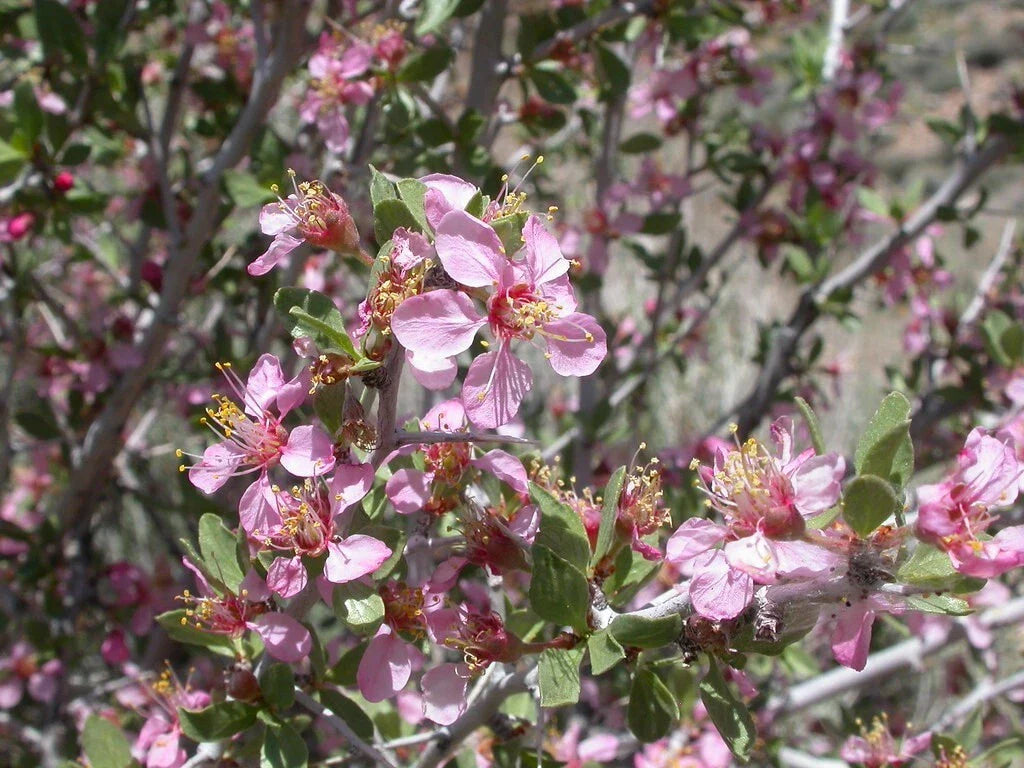 Desert Peach Seeds, 5 Pack, Prunus andersonii, Native Drought-Tolerant Fruit Plant, Ideal for Xeriscaping