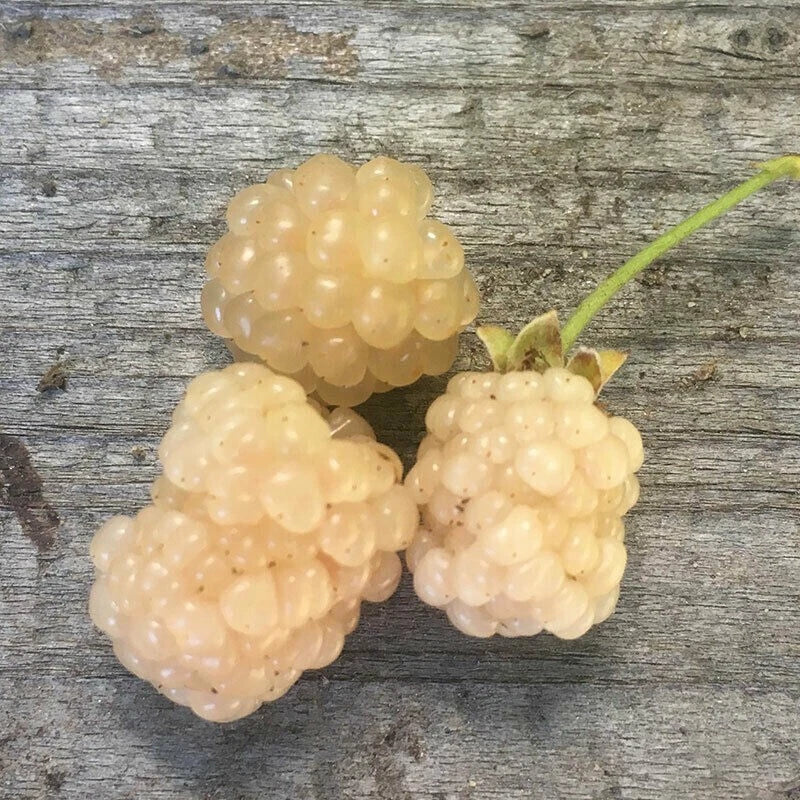 Snowbank White Blackberry Plant - Live Rooted Rubus fruticosus var. albus for Zones 5-8, White Berries, Full Sun