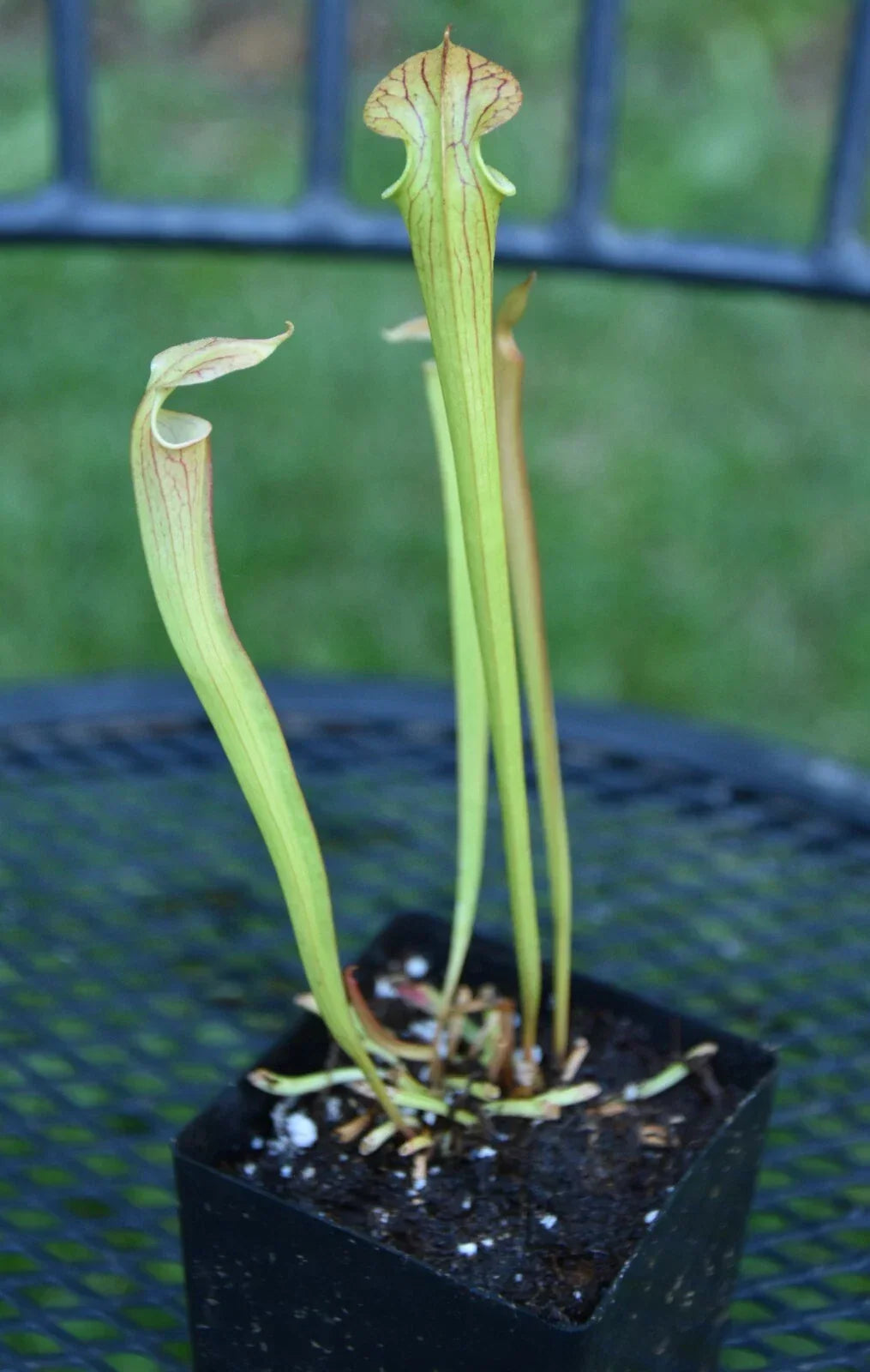 Sarracenia Seedling - Oreo x Alata x Adrian S Select Hybrid Carnivorous Pitcher Plant, Unique, Easy Care