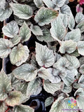 White Weeping Begonia Seeds - 25+ Seeds for Garden Planting - Begonia pendula