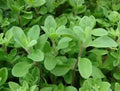 Fresh Sweet Marjoram Seeds - 100 Count - Origanum majorana - Free USA Shipping