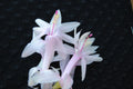 Christmas Cactus Starter Plant - Angel Kisses - Schlumbergera Truncata - Well Rooted Healthy Plant