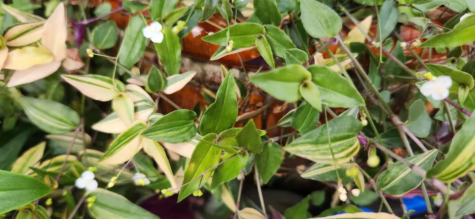 Variegated Gibasis geniculata Tahitian Bridal Veil Plant - White Blooming Wandering Jewel, Indoor Houseplant, Tropical Foliage