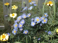 Aster Seeds - 215 Count New England Aster Mix - Symphyotrichum novae-angliae Wildflower Seeds for Pollinators & Gardens