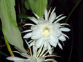Epiphyllum Oxypetalum Plants - 4 Queen of the Night Orchid Cactus - Live Indoor Plants for Home Decor