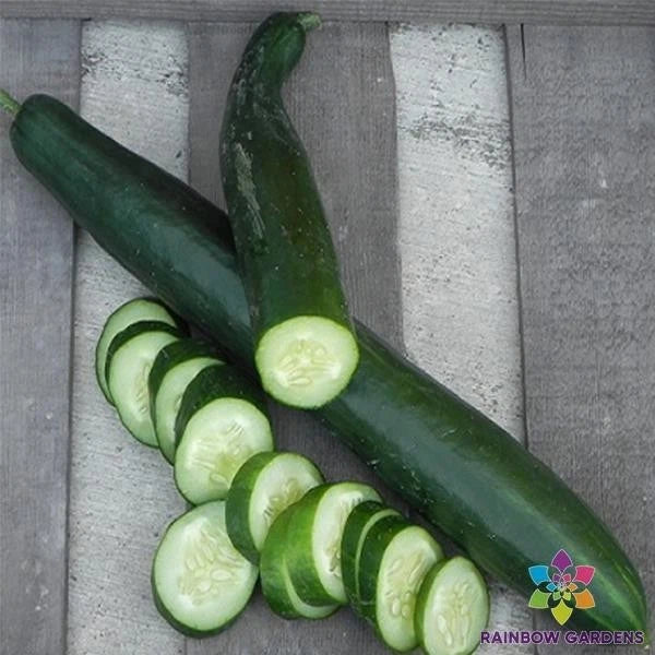 Orient Express Cucumber Seeds - 25+ Pack for Garden Planting - Cucumis sativus - USA