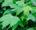 Chaya Cuttings 4 Pack Organic Deeply Lobed Variety Cnidoscolus aconitifolius Mayan Miracle Spinach Tree
