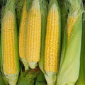 Heirloom Sweet Corn Seeds - Golden Bantam Variety - Organic, Non-GMO Zea mays, Fresh Eating, Backyard Gardening