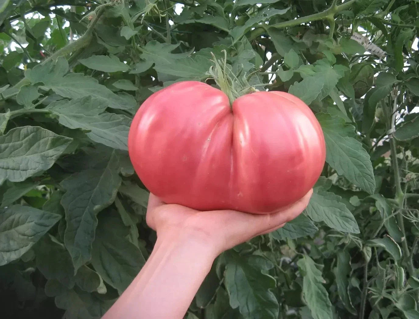 German Giant Tomato Seeds - 30+ Non-GMO Heirloom Organic Seeds - Perfect for Home Gardening - Solanum lycopersicum