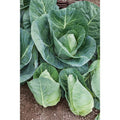 Cabbage Seeds 200+ Pack - Early Jersey Wakefield Heirloom NON GMO - Fresh Organic Garden Seeds