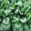 Olympia Spinach Seeds - Non-GMO, Organic Vegetable Seeds, Spinacia oleracea, Heirloom Variety, Garden & Container Planting