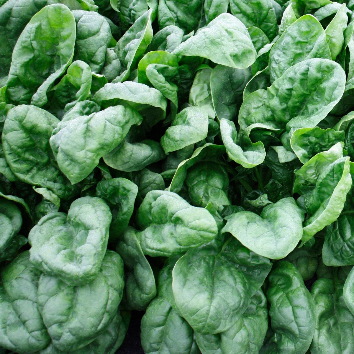 Olympia Spinach Seeds - Non-GMO, Organic Vegetable Seeds, Spinacia oleracea, Heirloom Variety, Garden & Container Planting