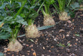 Celeriac Seeds 1500 Pack - Giant Prague Non-GMO Celery Root Seeds for Organic Gardening - USA Seller