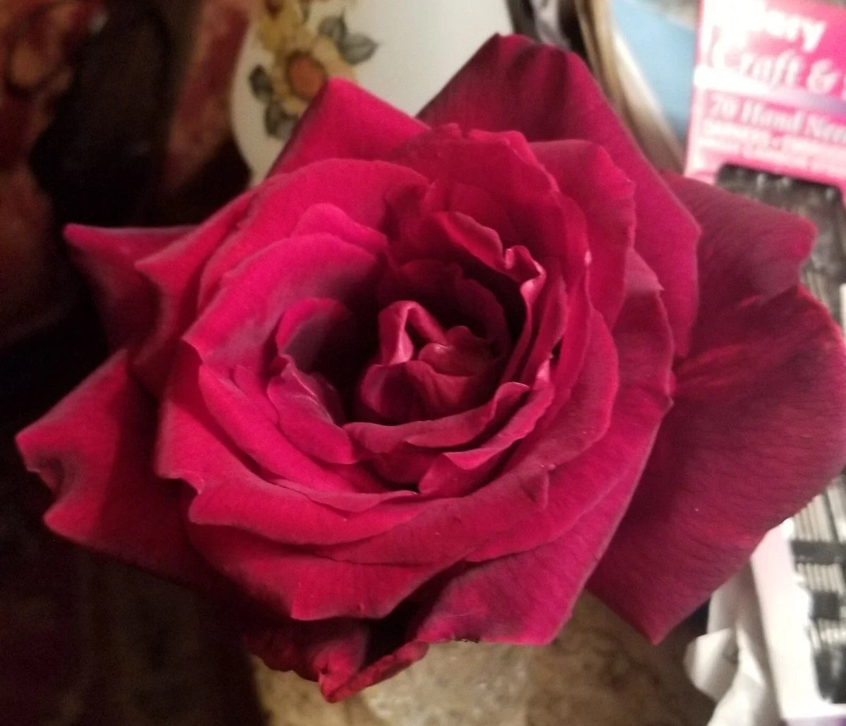 Live Plant Cuttings - Very Dark Red Velvety Gotta Have It Red! - Propagation & Home Decor