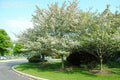 Green Hawthorn Tree Live Starter Plant 16-24 Inches Bare Root Crataegus viridis White Flowers Red Fruit