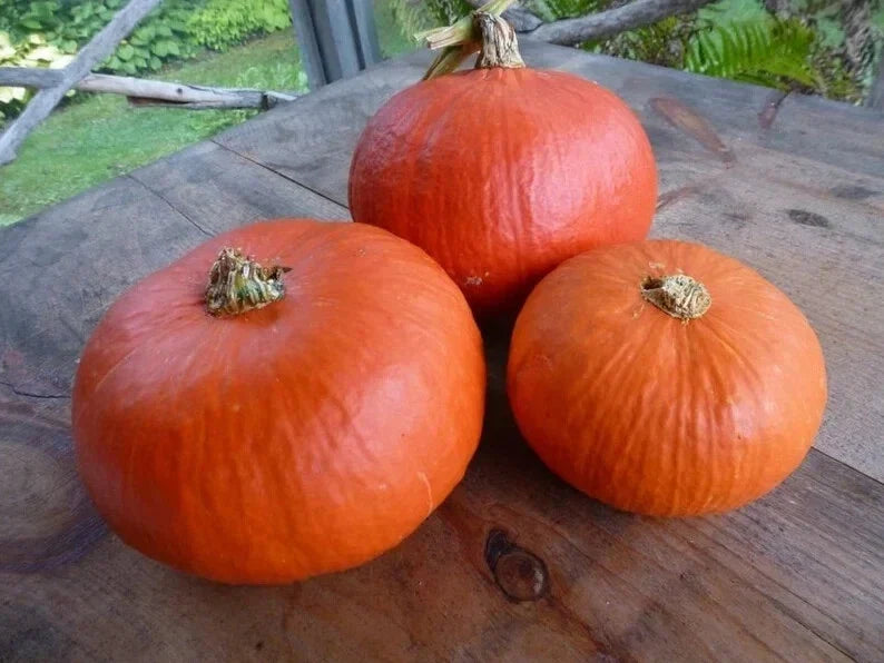 Organic Red Kuri Squash Seeds – 10 Pack, Cucurbita maxima, Heirloom Vegetable Seeds for Home Gardening
