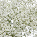 Baby's Breath Seeds | 300 - 6,000 Non-GMO Seeds | Gypsophila elegans | Perfect for Gardens & Bouquets