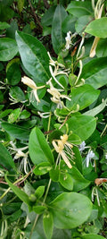 Honeysuckle Starter Plant Cuttings - Unrooted Lonicera spp. for Garden Propagation