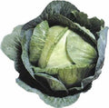Cabbage Seeds 1000+ Count - Early Jersey Wakefield Heirloom Non-GMO - Fresh Seed Pack