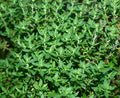 Thyme Herb Seed Pack - 750+ Organic Thymus vulgaris Seeds for Culinary Cooking & Garden Growth