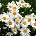 Shasta Daisy Seeds - Heirloom Chrysanthemum Maximum Perennial for Cut Flowers - 200+ Non-GMO Seeds