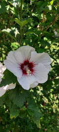 Unrooted Cuttings of White and Maroon Rose of Sharon, Hibiscus syriacus