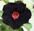 Black Red Desert Rose Seeds - Adenium Obesum Perennial Flower Seeds for Garden, Container, Landscaping