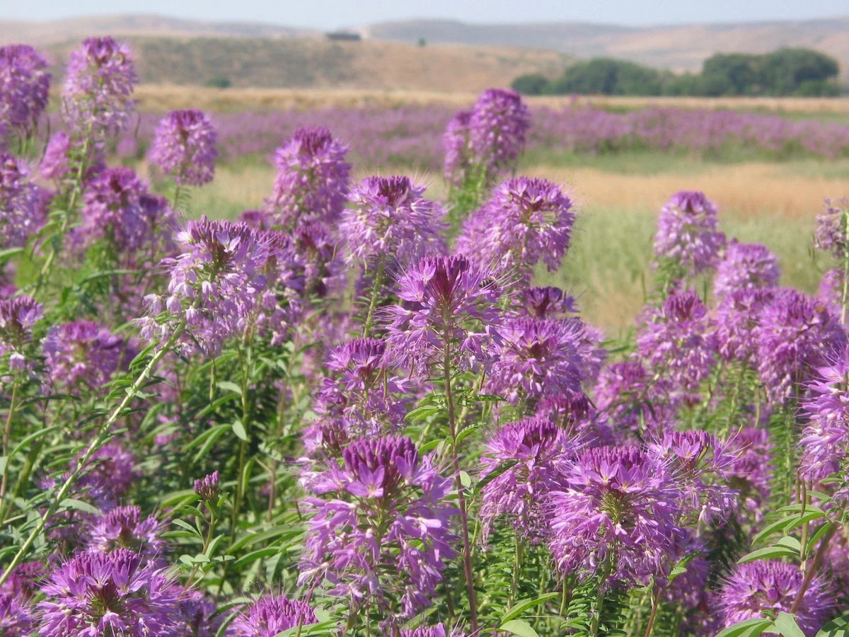 Rocky Mountain Bee Plant Seeds - 101+ Native Wildflower Seeds Cleome serrulata