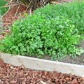 Cilantro Seeds 60+ Count Coriander Herb for Summer Garden & Container Gardening