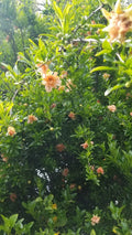 Peach Ornamental Pomegranate Cuttings - 10 Pcs - Vibrant Peach Flowers - Punica granatum 'Nana' for Garden & Container