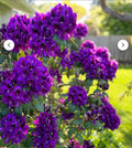 Rhododendron Starter Plant - Florence Parks - Well Rooted - Rare Variety - Garden Shrub - Rhododendron spp.