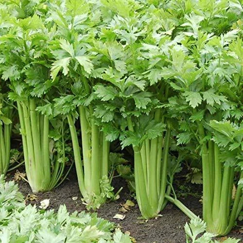 Giant Golden Pascal Celery Seeds | Heirloom Non-GMO Organic Vegetable Seeds | Apium graveolens