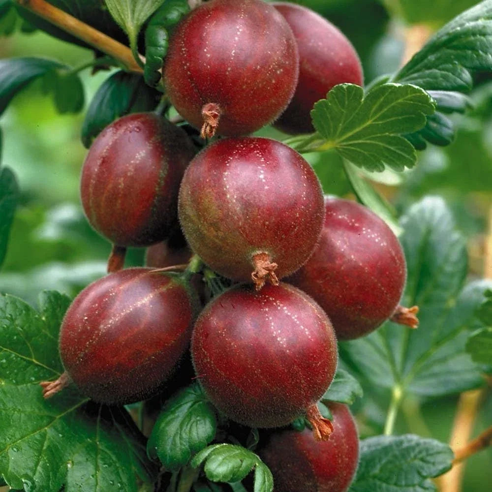 Hinnonmaki Red Gooseberry Starter Plant - Superfood Berry for Zones 3-8 - Ribes uva-crispa