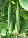 Patola Seeds 15+ | Ridge Gourd | Chinese Okra | Angled Luffa Gourd | Sigua (Luffa acutangula)