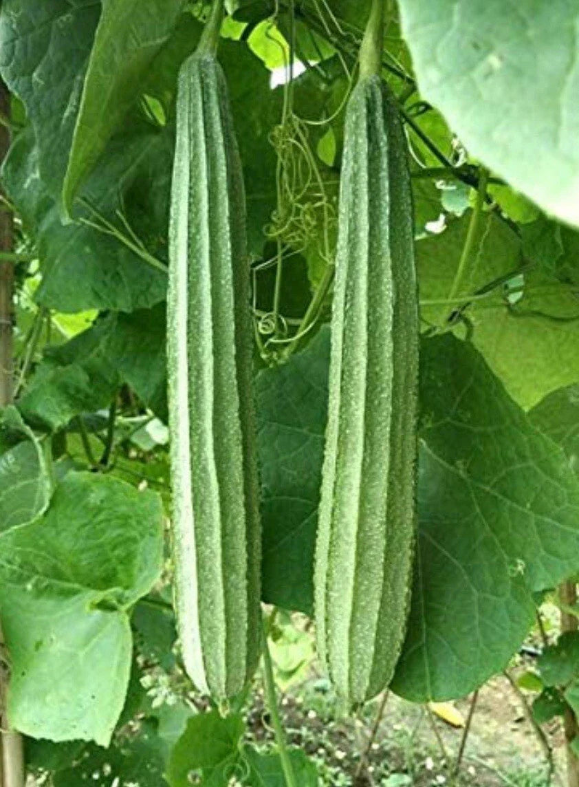 Patola Seeds 15+ | Ridge Gourd | Chinese Okra | Angled Luffa Gourd | Sigua (Luffa acutangula)